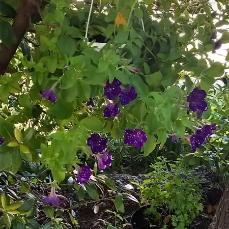 Svilno * 리예카
