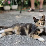 Lägenhet Svilno Rijeka