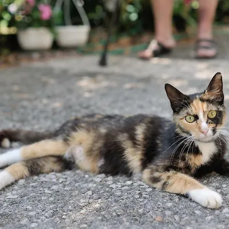 Apartamento Svilno Rijeka