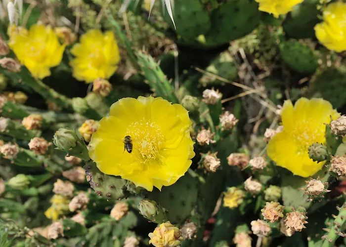 Appartement Svilno *