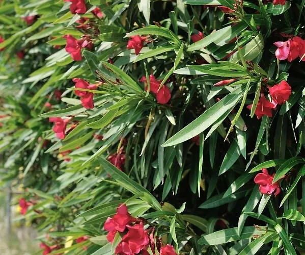 Svilno Apartamento *