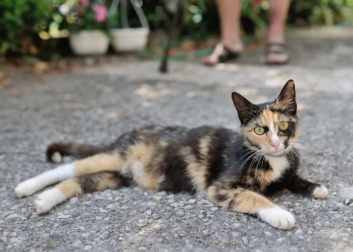 Apartamento Svilno Rijeka